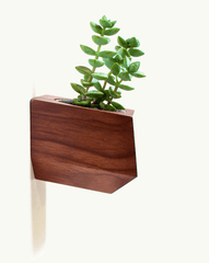 Boxcar Sidecar Walnut and Blue