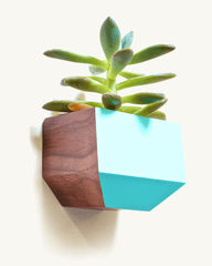 Boxcar Sidecar Walnut and Blue