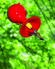 Hummingbird Feeder Red Hot